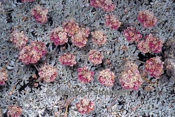 eriogonum ovalifolium 3 graphic